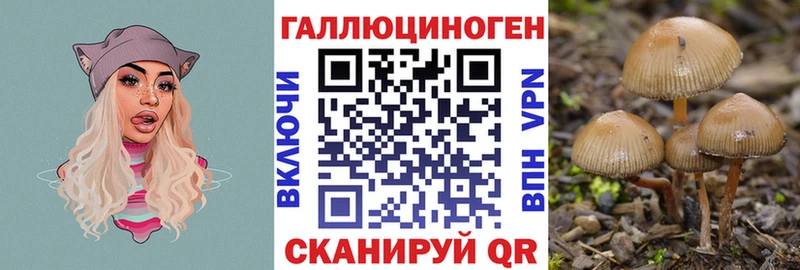 Псилоцибиновые грибы Psilocybe  хочу   Буйнакск 
